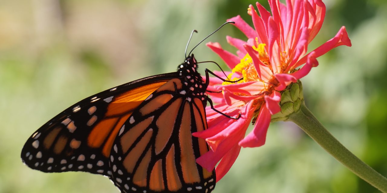Monarch Butterflies and Santa Cruz