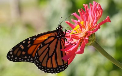Monarch Butterflies and Santa Cruz