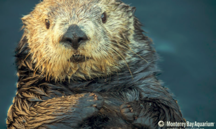 Elkhorn Slough Part 2, Otter Monitoring Project