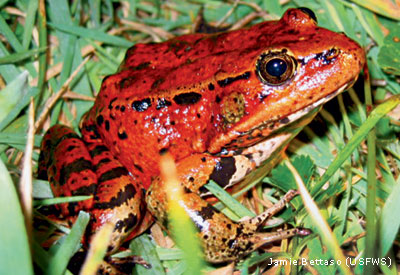 CA Red-legged frog
