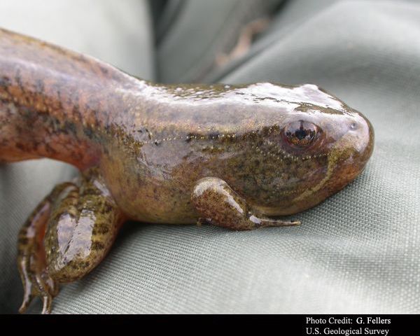 California red-legged frogs with Regina Spranger part 2 | ksqd.org