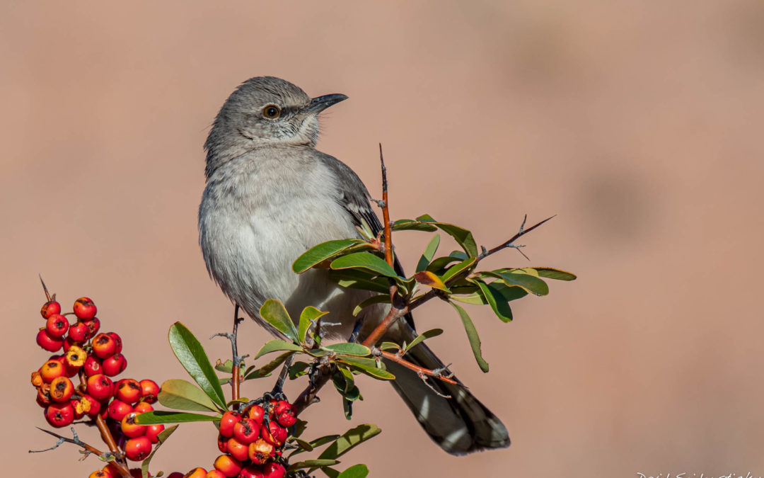 Birds in your backyard