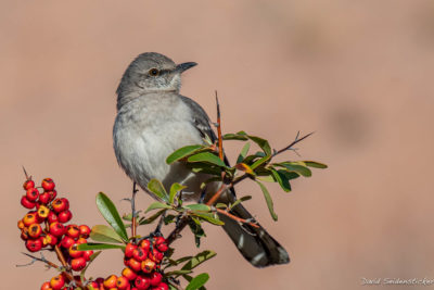 Steve Perlmutter - Watching Birds