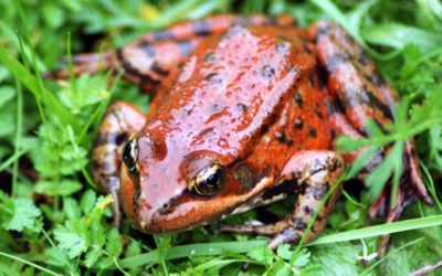 California red-legged frogs with Regina Spranger part 2
