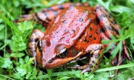 California red-legged frogs with Regina Spranger part 2