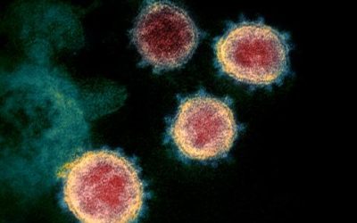 Antibodies May Hold Key to Covid Treatment