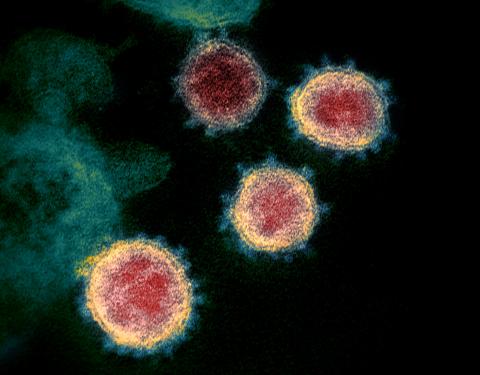 Antibodies May Hold Key to Covid Treatment