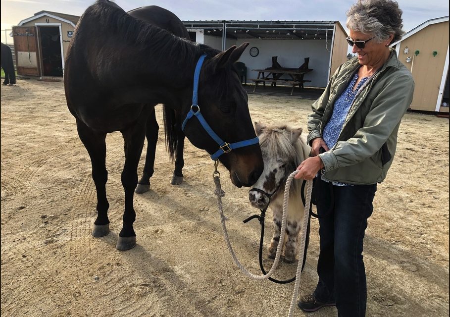 Saving Horses from Wildfire