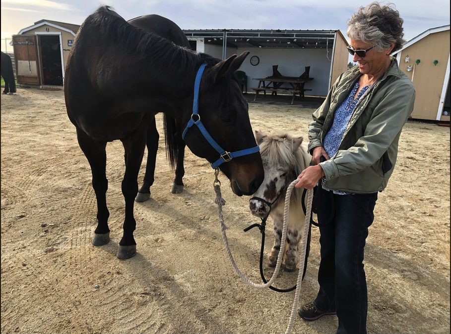 Saving Horses from Wildfire