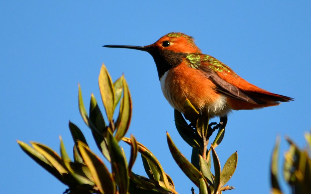 Birds in your Backyard III: Hummingbirds