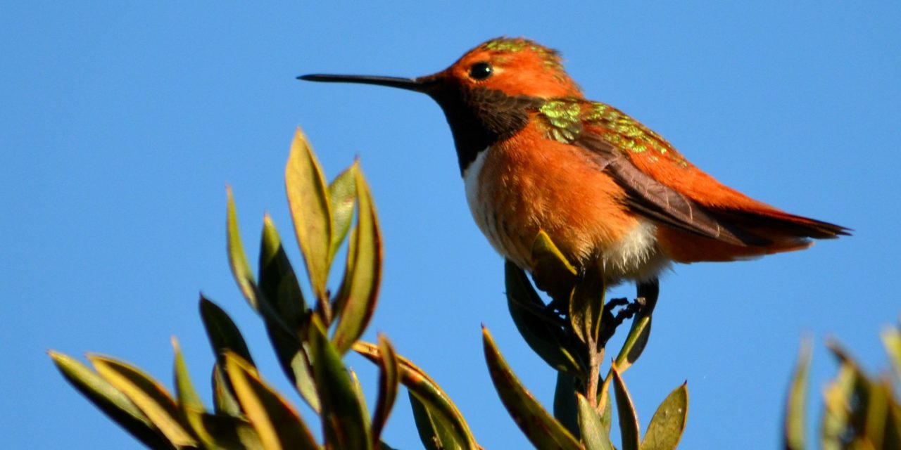 Birds in your Backyard III: Hummingbirds