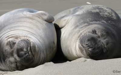 How do elephant seals sleep? Part I