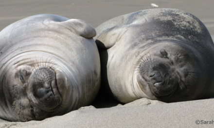 How do elephant seals sleep? Part I
