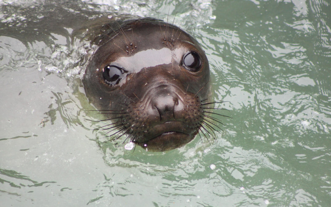 How do elephant seals sleep? Part 2