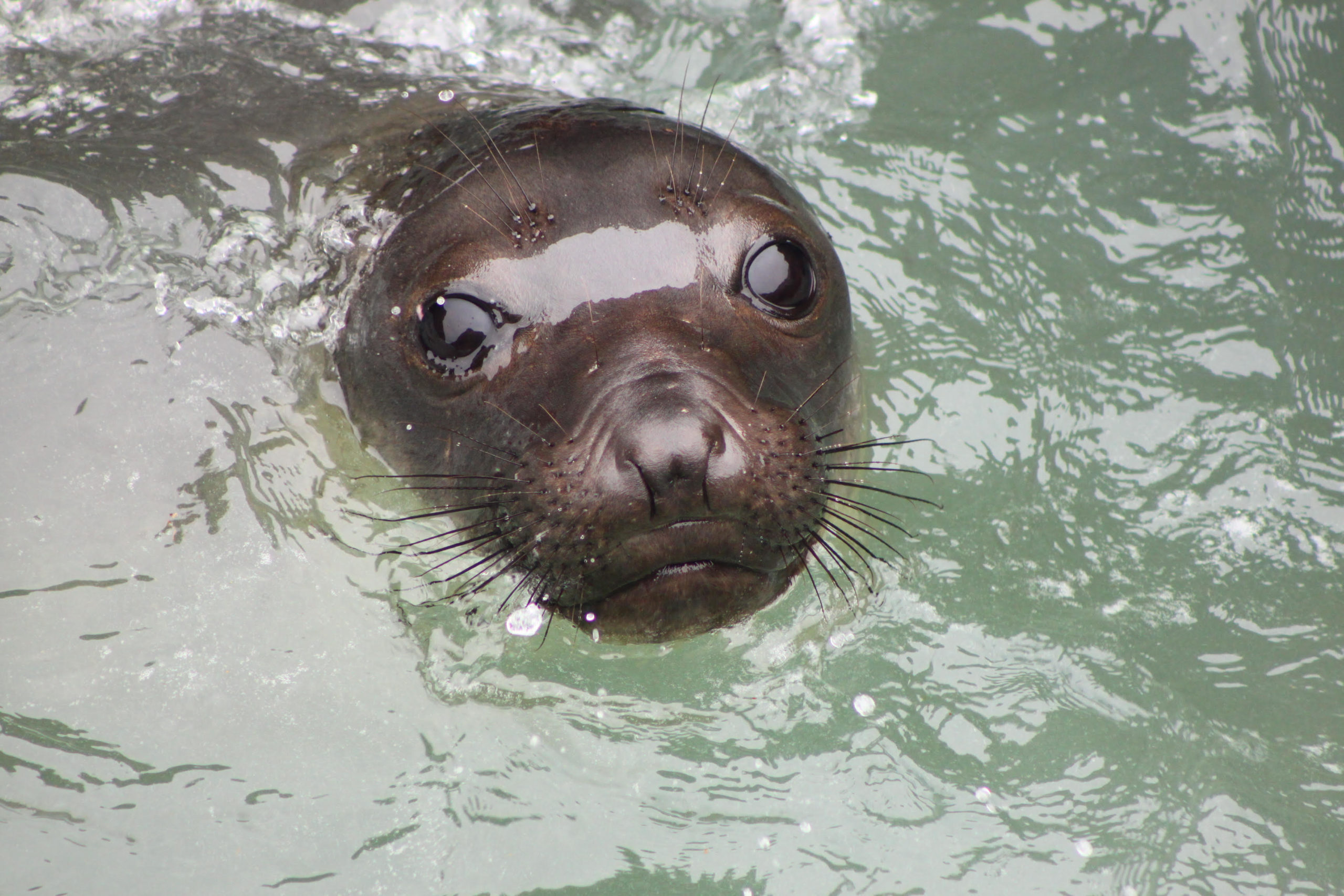 How do elephant seals sleep? Part 2 | KSQD.org