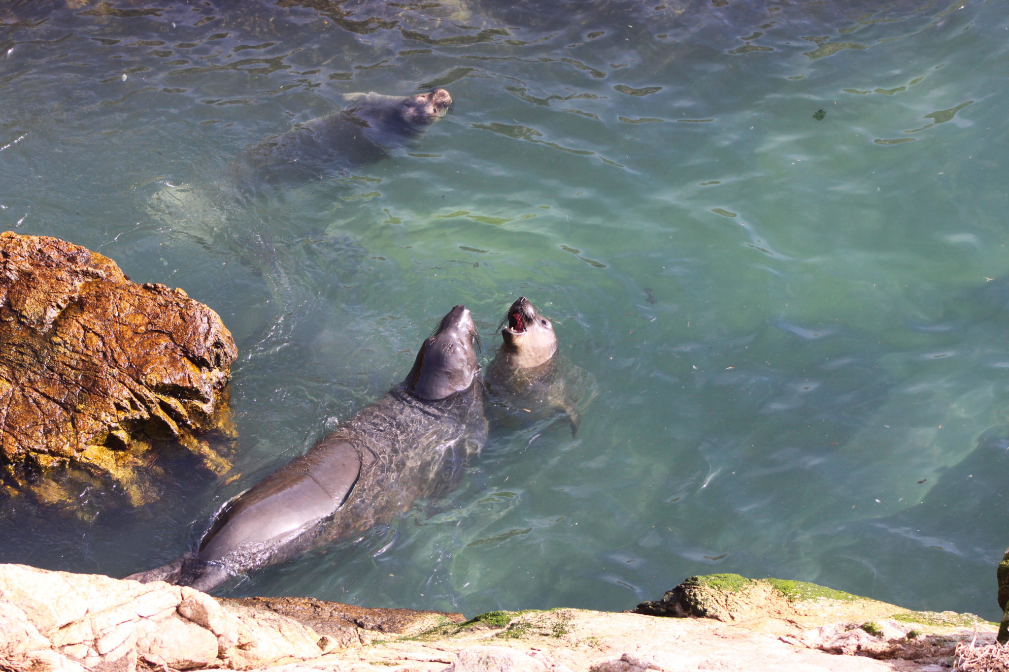 How do elephant seals sleep? Part 2