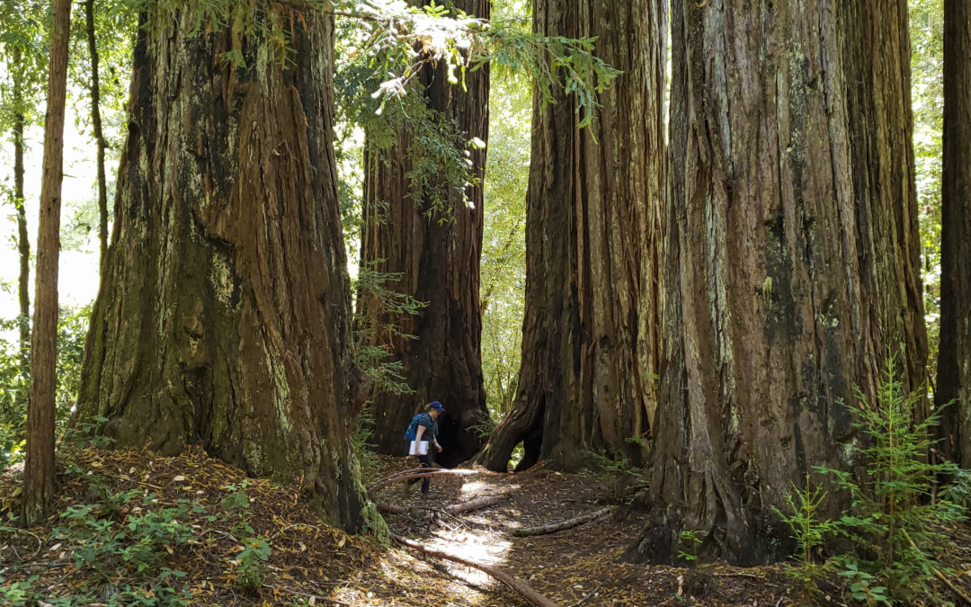 Redwoods and Wildfire: Interview with Sara Barth – Executive Director  Sempervirens Fund