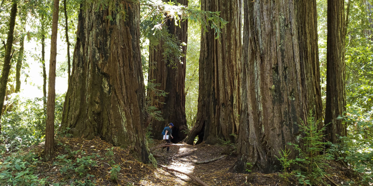 Redwoods and Wildfire: Interview with Sara Barth – Executive Director  Sempervirens Fund