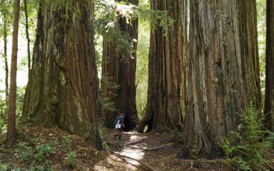 Redwoods and Wildfire: Interview with Sara Barth – Executive Director  Sempervirens Fund