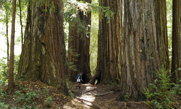 Redwoods and Wildfire: Interview with Sara Barth – Executive Director  Sempervirens Fund