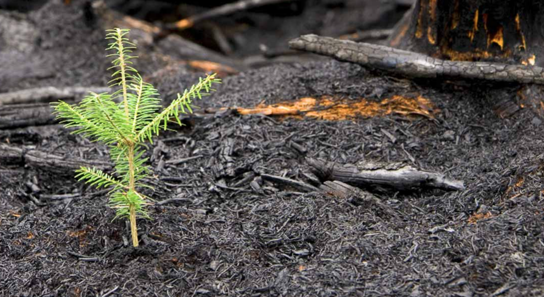 Restoring Soils after Wildfire with Richard Casale
