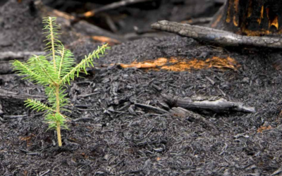 Restoring Soils after Wildfire with Richard Casale