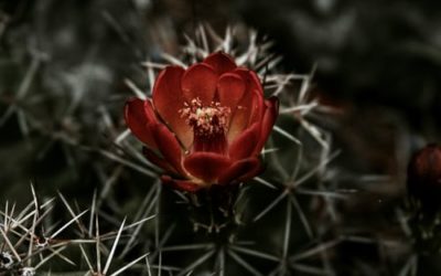 Margie Kern-Marshall – Christmas Cactus