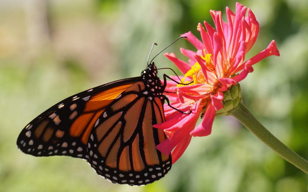 Will California Monarch Butterflies Disappear?