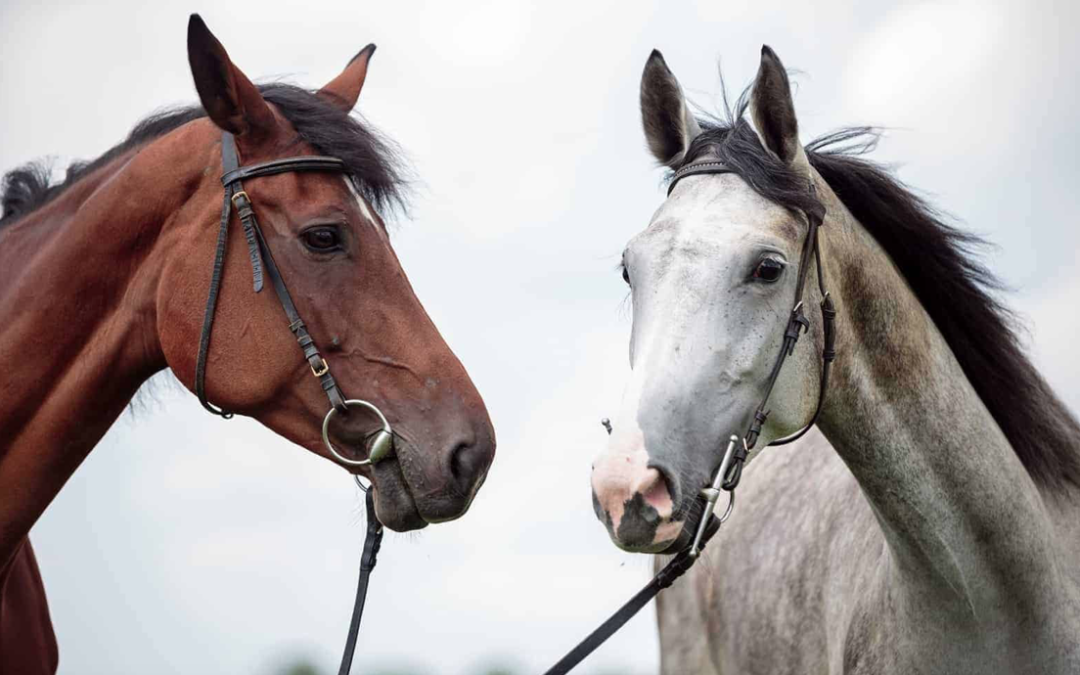 An Approach to Healing the Wounds of Racial Injustice through Equine Experiential Learning: Lori Halliday and Sarah Cruse