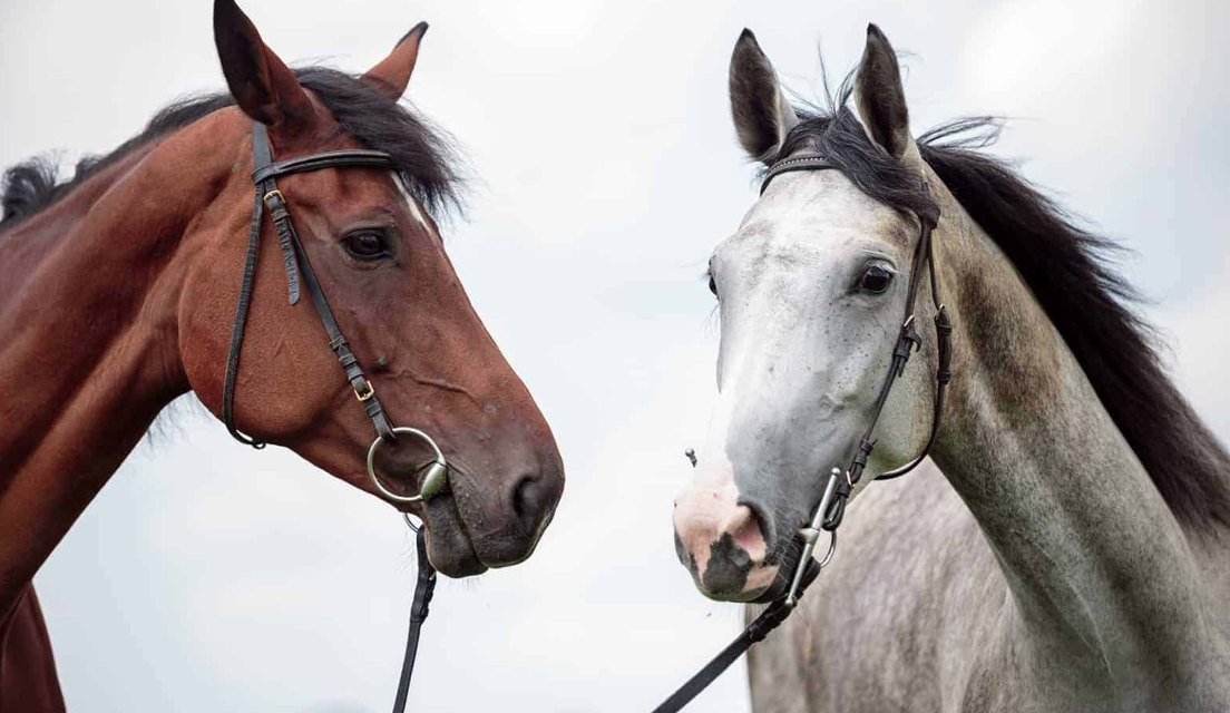 An Approach to Healing the Wounds of Racial Injustice through Equine Experiential Learning: Lori Halliday and Sarah Cruse