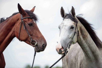 An Approach to Healing the Wounds of Racial Injustice through Equine Experiential Learning: Lori Halliday and Sarah Cruse