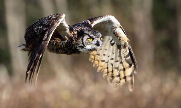 Birds in Your Backyard: Great Horned Owls Part 1