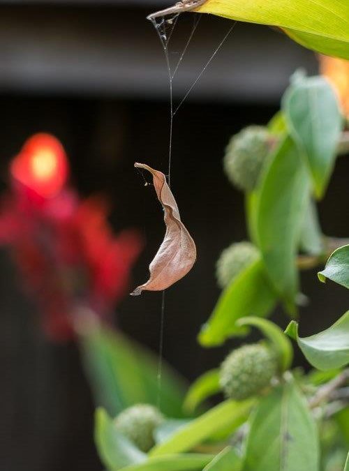 Jeri Bodemar – Staring Into Space