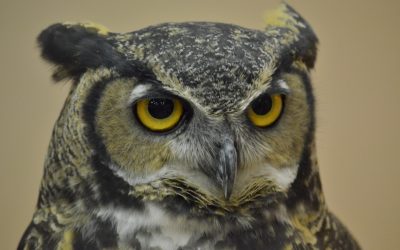 Birds in Your Backyard: Great Horned Owls Part 2
