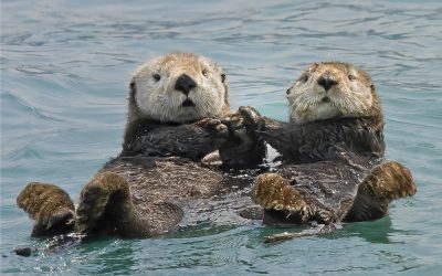 Sea Otters Prevent Kelp Deforestation