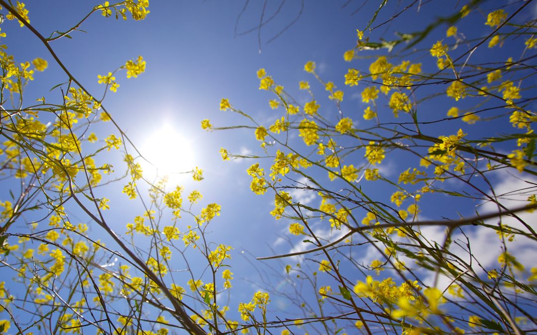 Jeri Bodemar – Blue-Skied Mornings