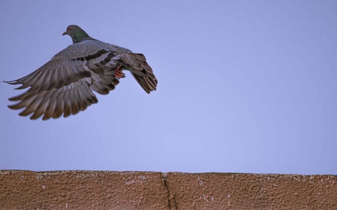 Forrest Zenoni – Cher Ami