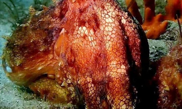 Cephalopod week fun fact #5