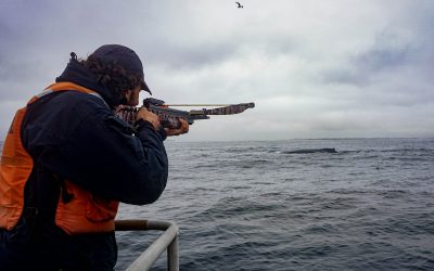 Researchers Use Covid Pause to Learn About Whale Stress