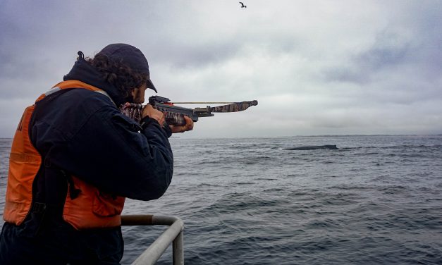 Researchers Use Covid Pause to Learn About Whale Stress