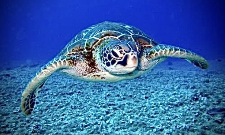Bahia Brunelle – Sea Turtles