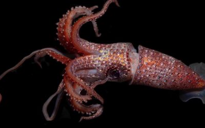 Cephalopod week fun fact #6