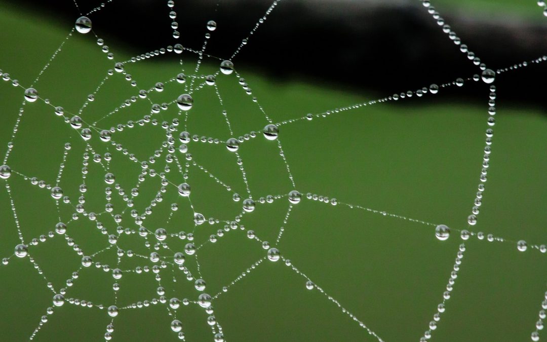 FirstPersonSingular: Olga Cossi – Spiders