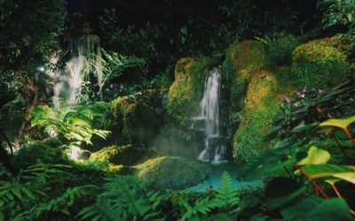 Bahia Brunelle – Rain Forests