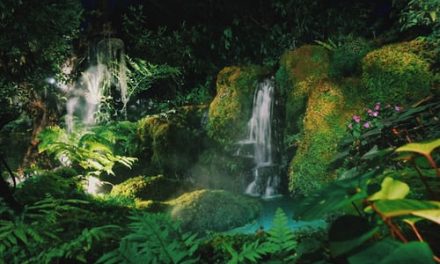 Bahia Brunelle – Rain Forests