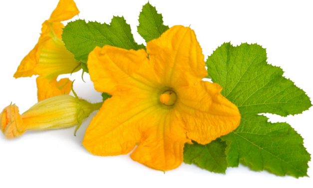 Olga Cossi – Zucchini