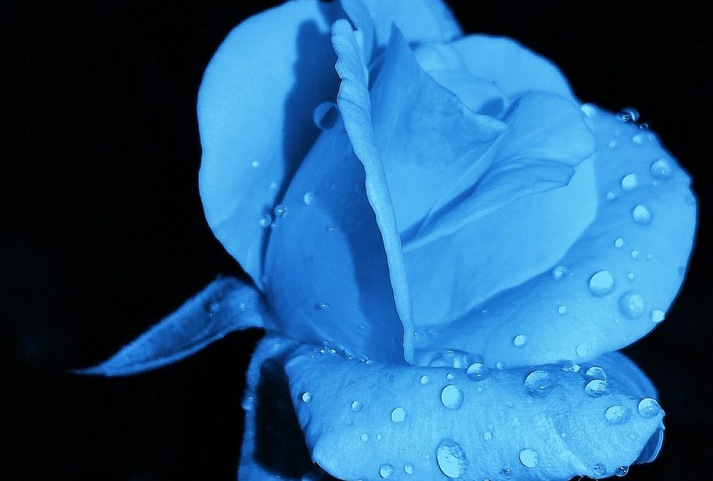 Bahia Brunelle – Mary’s Roses