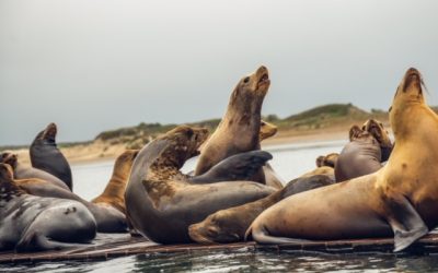 Bahia Brunelle – Swimming With Sea Lions