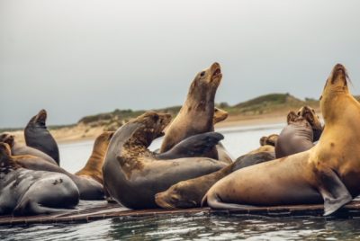 Bahia Brunelle - Swimming With Sea Lions