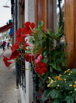 Karen Lewis - Alice's Window Box